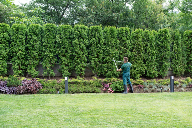 Residential Tree Removal